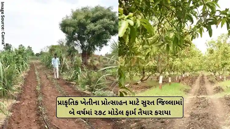 Natural Farming 278 model farms were prepared in Surat district in two years to promote natural farming