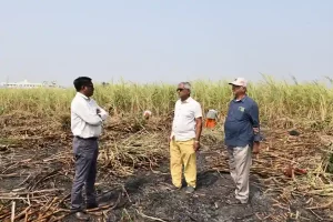Natural farming sector booms in Surat district First unprecedented case of natural farming in Surat district