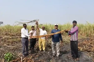 Natural farming sector booms in Surat district First unprecedented case of natural farming in Surat district