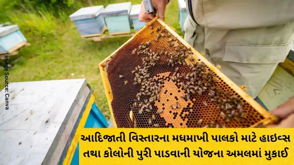 New opportunity for tribal beekeepers Get benefit of free hives and colony scheme