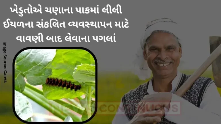 Post-sowing steps to be taken by farmers for integrated management of green caterpillar in gram crop Post-sowing steps to be taken by farmers for integrated management of green caterpillar in gram crop