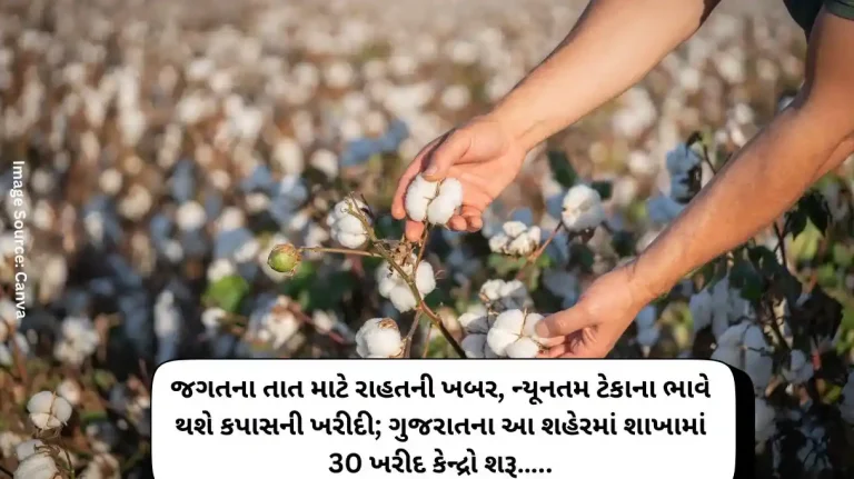 Relief news for the world's cotton glut, cotton will be purchased at minimum support price; 30 purchase centers started in this city of Gujarat