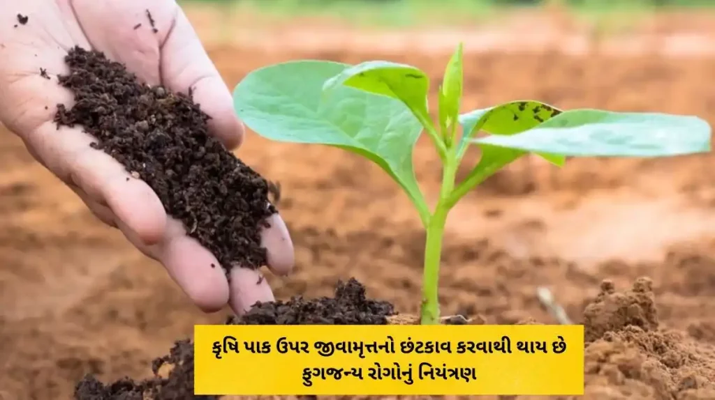 Spraying bio-fertilizer on agricultural crops controls fungal diseases