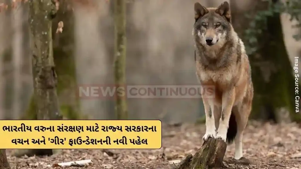 Wolf census State government's promise for conservation of Indian wolves and new initiative of 'Gir' Foundation
