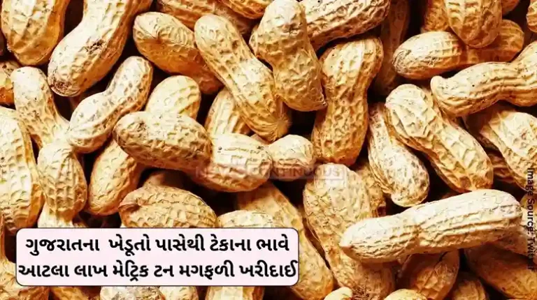 Agriculture The world is happy, so many lakh metric tons of groundnuts were purchased from Gujarat farmers at support price