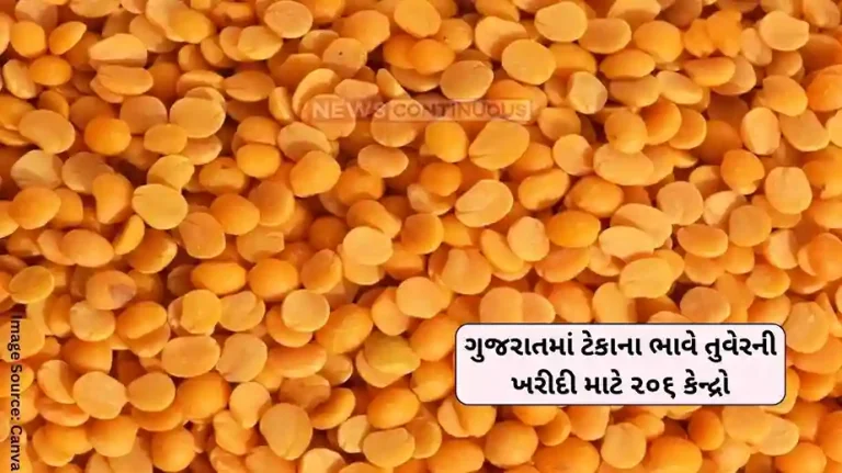 Agriculture news 206 centers for purchasing tur at support price in Gujarat