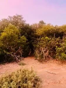 Biodiversity Heritage Site this village in Kutch gets recognition as a 'Biodiversity Heritage Site'