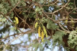 Biodiversity Heritage Site this village in Kutch gets recognition as a 'Biodiversity Heritage Site'