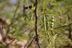 Biodiversity Heritage Site this village in Kutch gets recognition as a 'Biodiversity Heritage Site'