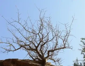 Biodiversity Heritage Site this village in Kutch gets recognition as a 'Biodiversity Heritage Site'