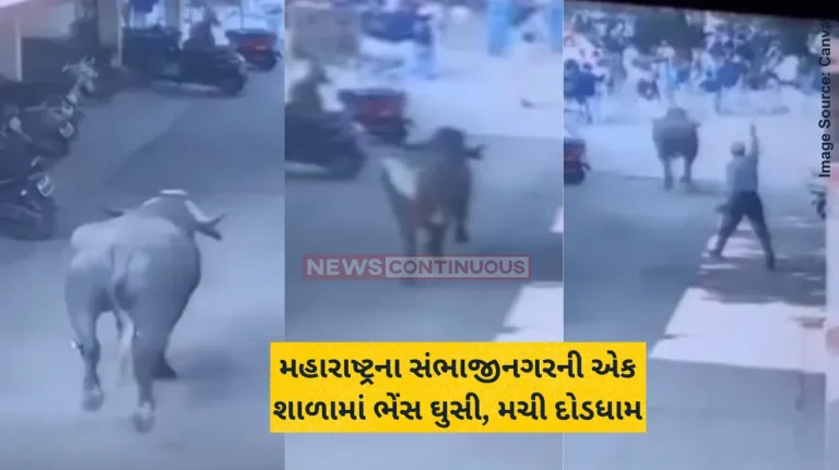 Buffalo Attack Angry Buffalo Enters School in Chhatrapati Sambhaji Nagar