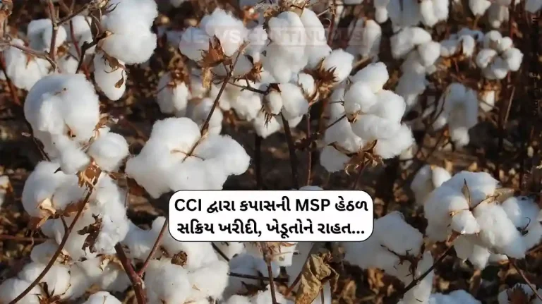 CCI Active purchase of cotton under MSP by Cotton Corporation of India, relief to farmers...