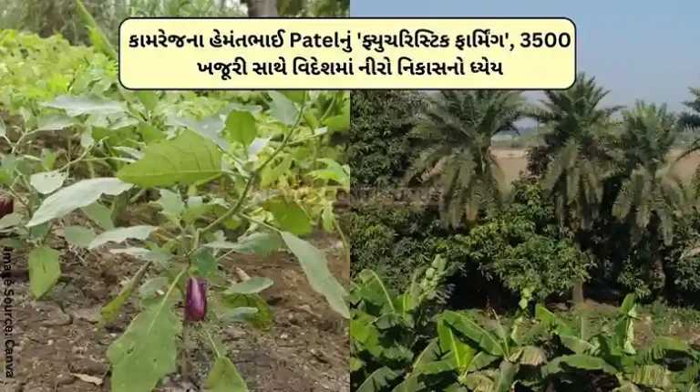 Futuristic Farming Comrade Hemantbhai Patel’s ‘Futuristic Farming’ aims to earn dollars by exporting Nero abroad with 3500 dates… Futuristic Farming Comrade Hemantbhai Patel's 'Futuristic Farming' aims to earn dollars by exporting Nero abroad with 3500 dates...Futuristic Farming Comrade Hemantbhai Patel's 'Futuristic Farming' aims to earn dollars by exporting Nero abroad with 3500 dates...