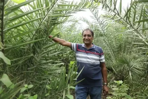 Futuristic Farming: Comrade Hemantbhai Patel's 'Futuristic Farming' aims to earn dollars by exporting Nero abroad with 3500 dates...