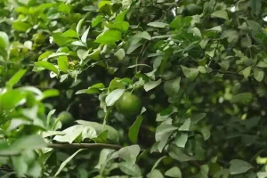 Futuristic Farming: Comrade Hemantbhai Patel's 'Futuristic Farming' aims to earn dollars by exporting Nero abroad with 3500 dates...