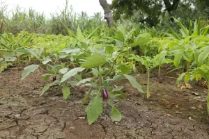 Futuristic Farming: Comrade Hemantbhai Patel's 'Futuristic Farming' aims to earn dollars by exporting Nero abroad with 3500 dates...
