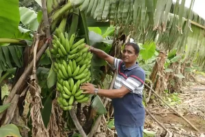 Futuristic Farming: Comrade Hemantbhai Patel's 'Futuristic Farming' aims to earn dollars by exporting Nero abroad with 3500 dates...