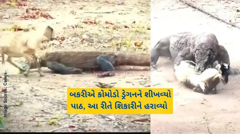 Goat vs komodo dragon Goat Dotch komodo dragon in Seaking way People will Shocked after seeing Goat vs komodo dragon Goat Dotch komodo dragon in Seaking way People will Shocked after seeing this Battle
