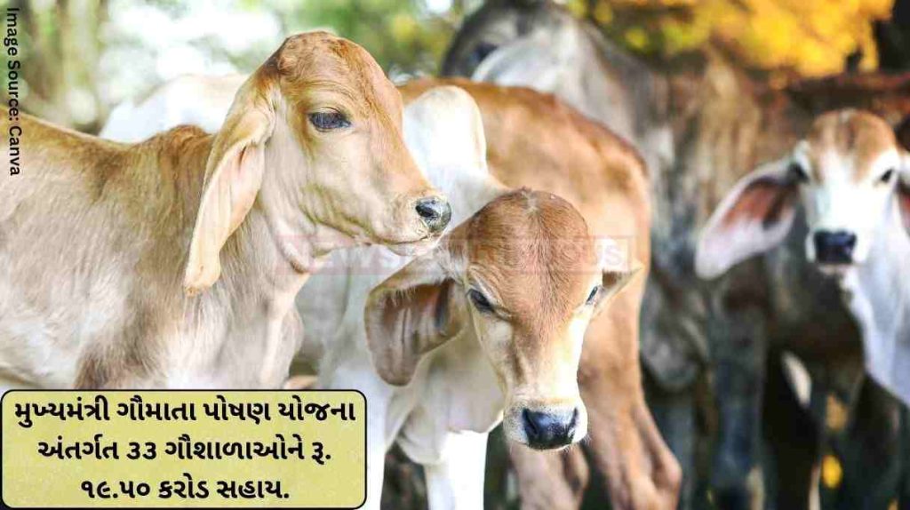 Gomata Poshan Yojana Under the Chief Minister's Gaumata Poshan Yojana, 33 more cow shelterspenjaras of the state were paid Rs. 19.50 crore in animal husbandry assistance.