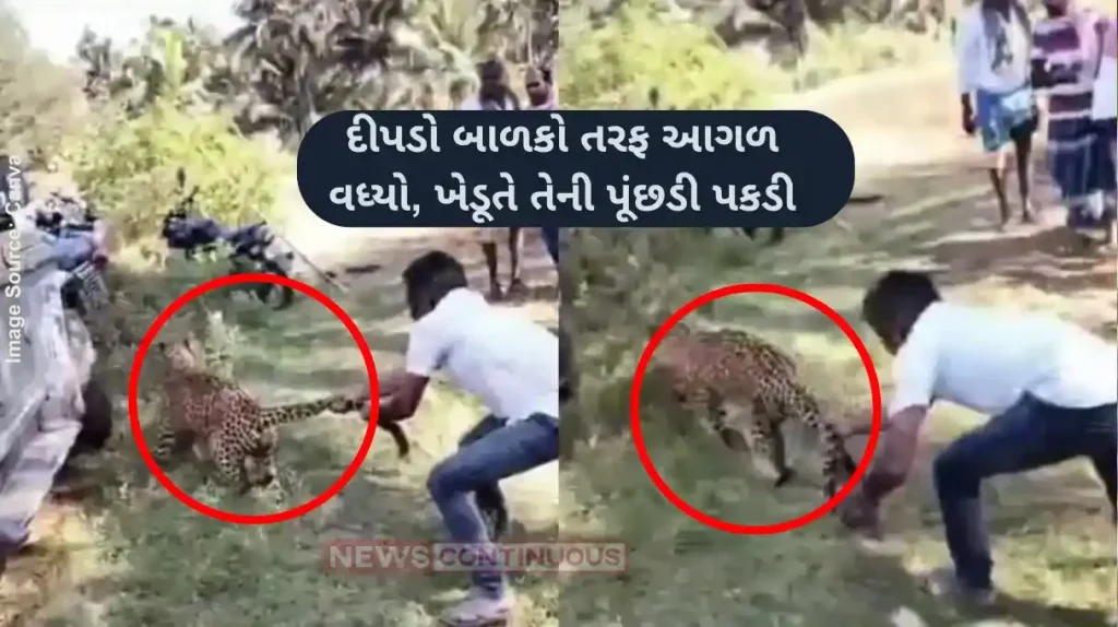 Leopard Trapped Video Tumakuru farmer saves villagers from leopard grabs tail holds leopard