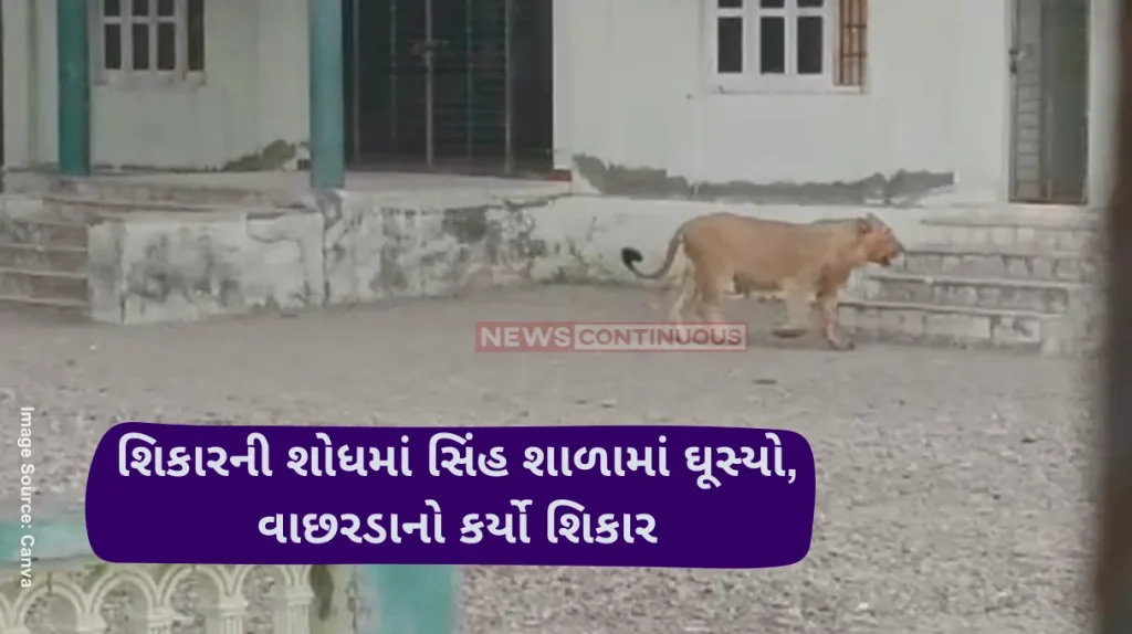 Lion School Video Panic in Gujarat school as lion wanders on playground; feasts on calf