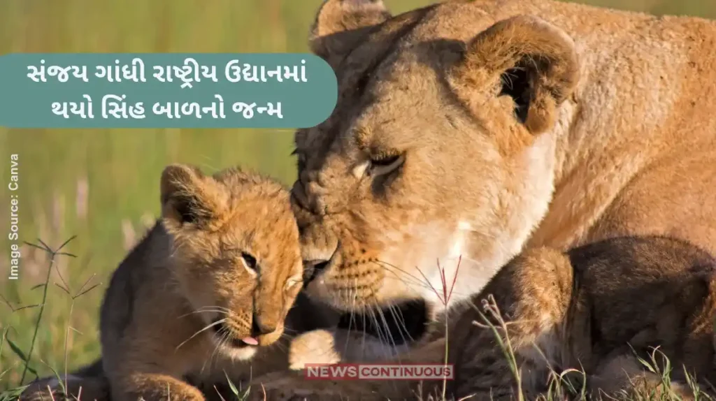 Maharashtra First time in 17 years, lion gives birth to cub in SGNP