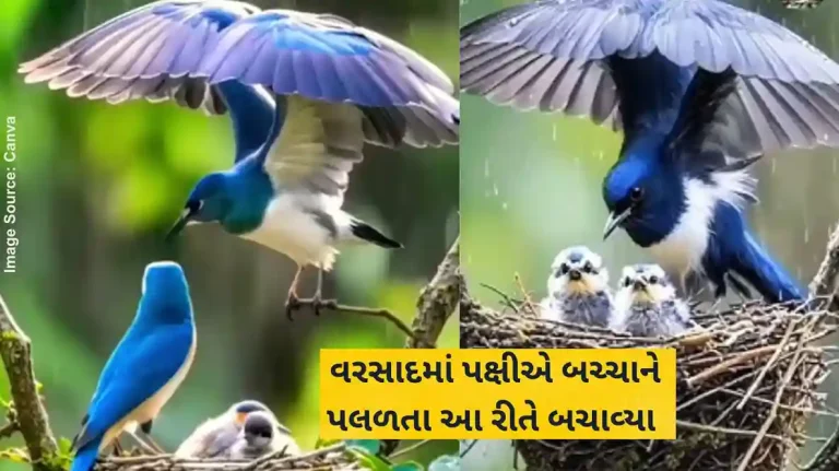 Mother Love bird spreads wings like an umbrella to protect its family from rain