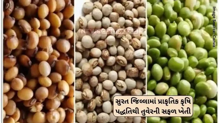 Natural Farming Nutritious cultivation of tur, successful cultivation of tur using natural farming methods in Surat district