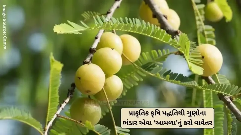 Natural agriculture Amla, beneficial for health Cultivation of Amla, a storehouse of virtues, through natural farming methods