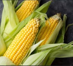 Natural farming methods Gujarat government gave guidance to farmers.. gave advice for better production of maize by implementing natural farming methods.