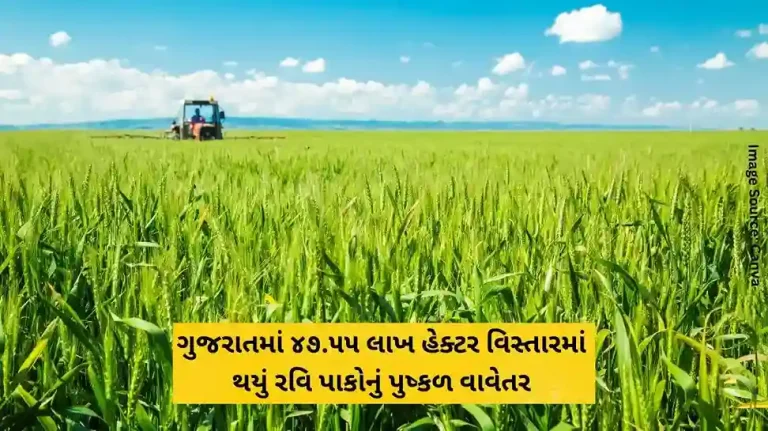 Rabi crops planted in abundance in 47.55 lakh hectares of area in Gujarat