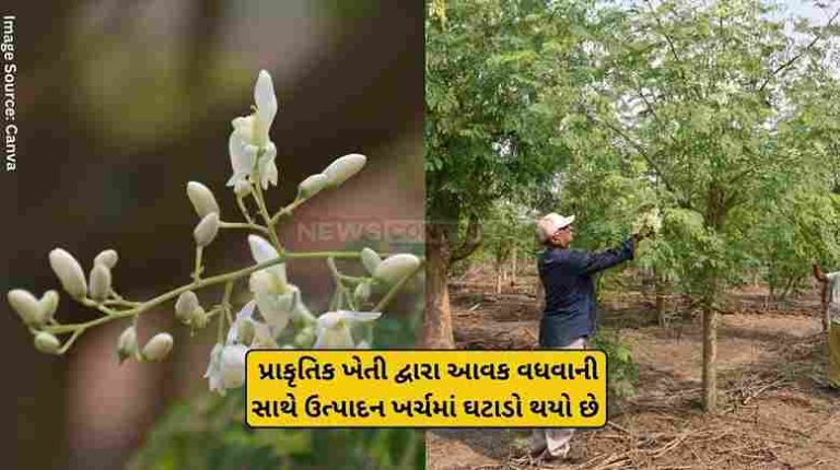Shaileshbhai Patel Shaileshbhai Patel of Deladwa village in Choryasi taluka earned a production of six lakhs per year from cultivating sargava in one and a half hectares.