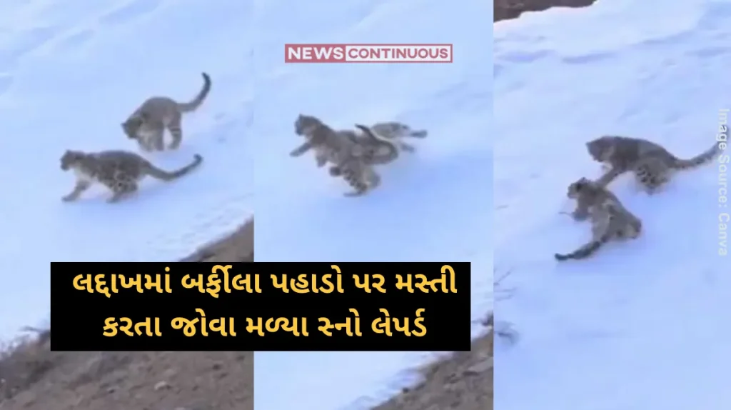 Snow Leopard IAS officer shares clip capturing snow leopards' 'fleeting dance of wild joy'