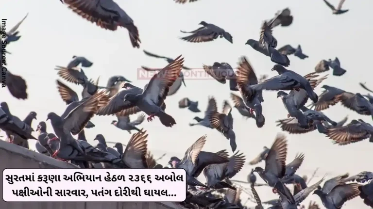 Surat 2366 orphaned birds treated under Karuna Abhiyan in Surat, one injured by kite string...
