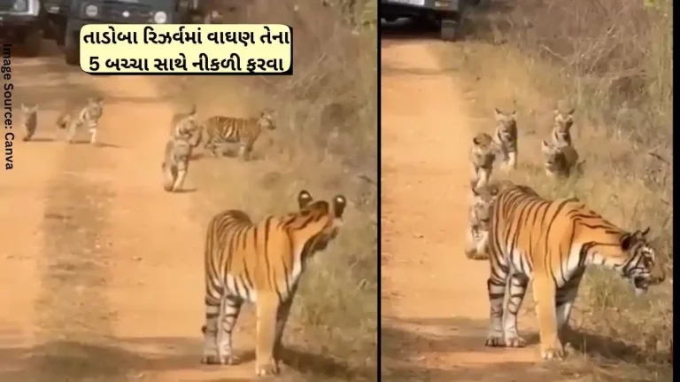 Tiger Family Video sighting of tigress with 5 cubs in Tadoba National Park, Rarest of the rare