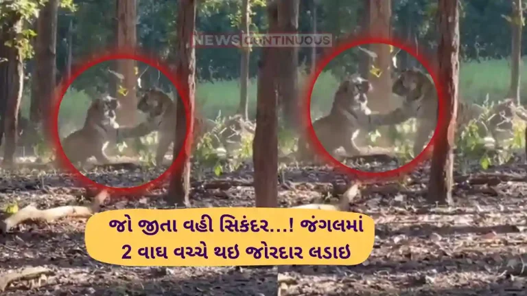 Tigers Fight Video Tourist records intense fight between two tigers at Kanha Tiger Reserve, video goes viral Tigers Fight Video Tourist records intense fight between two tigers at Kanha Tiger Reserve, video goes viral