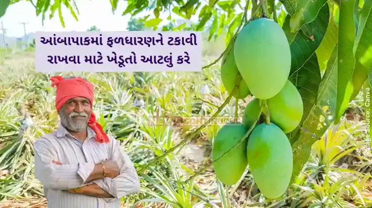 Agricultural News Farmers should do this to maintain fruiting in mango crops