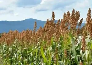 Agriculture News Oh my, amazing, spraying Morayya for just Rs 50 and earning Rs 25 thousand