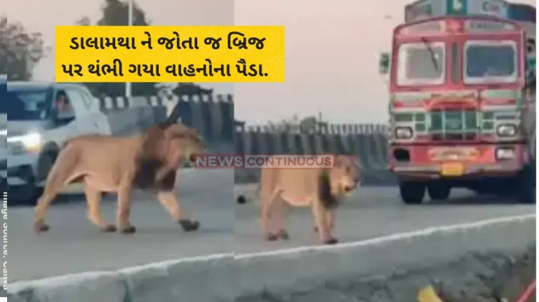 Gujarat Lion Video Asiatic lion stops traffic on Gujarat highway, stunning moment caught on camera!