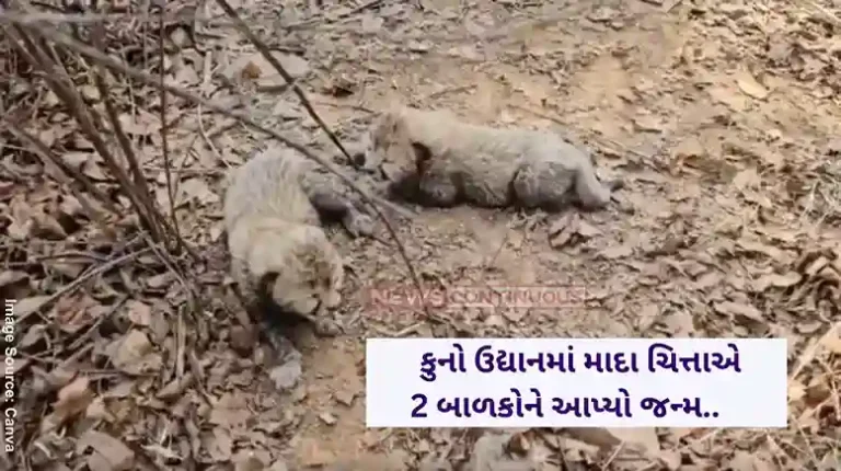 Kuno National Park 2 more cheetah births take Kuno National Park tally to 26