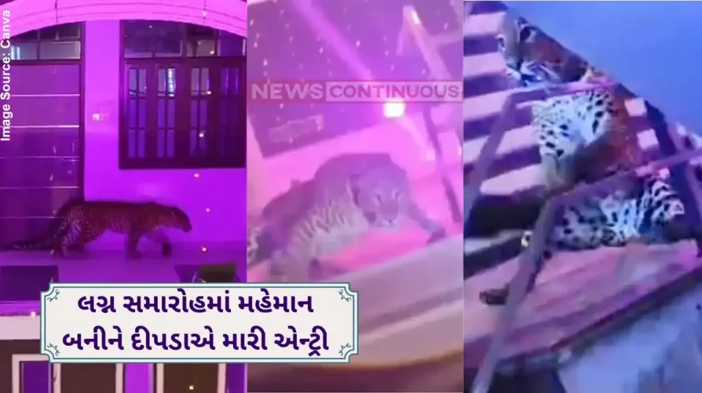 Leopard Lucknow wedding Bride And Groom Stuck In Car For Hours After Leopard Crashes Their Wedding