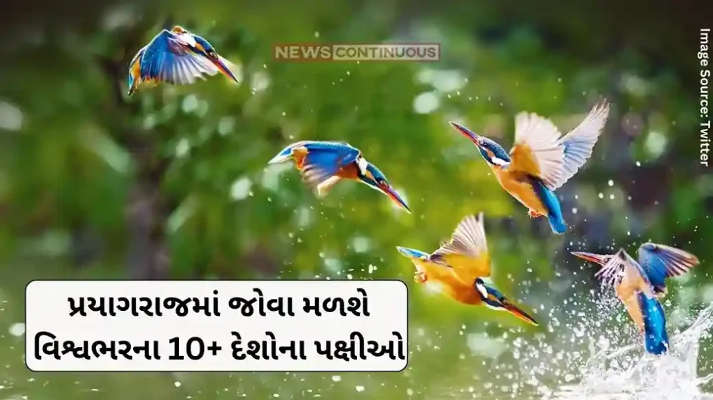 Mahakumbh 2025 Birds from 10+ countries around the world will be seen in Prayagraj, International Bird Festival will be held during this date