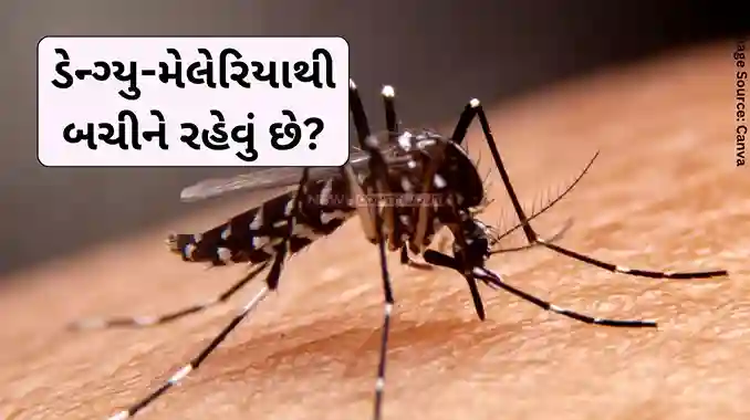 Mosquito borne diseases Want to stay safe from dengue-malaria Then keep these things in mind..