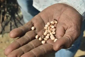 Natural Farming Farmer Harshadbhai Chaudhary abandoned chemical farming and adopted natural farming