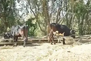 Natural Farming Farmer Harshadbhai Chaudhary abandoned chemical farming and adopted natural farming
