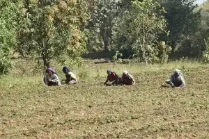 Natural Farming Farmer Harshadbhai Chaudhary abandoned chemical farming and adopted natural farming