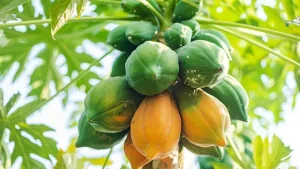 Natural farming Important steps for papaya cultivation and cultivation in Surat district