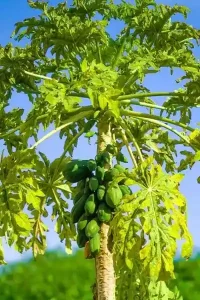 Natural farming Important steps for papaya cultivation and cultivation in Surat district