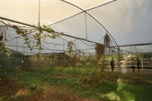Natural farming New initiative by Nandanvan Gaushala for natural farming, pure farming done with Jyoti Kit in Mahuva