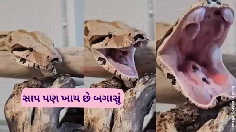 Snake Yawning Video Have you ever seen a snake 'yawning' this Viral video will leave you stunned